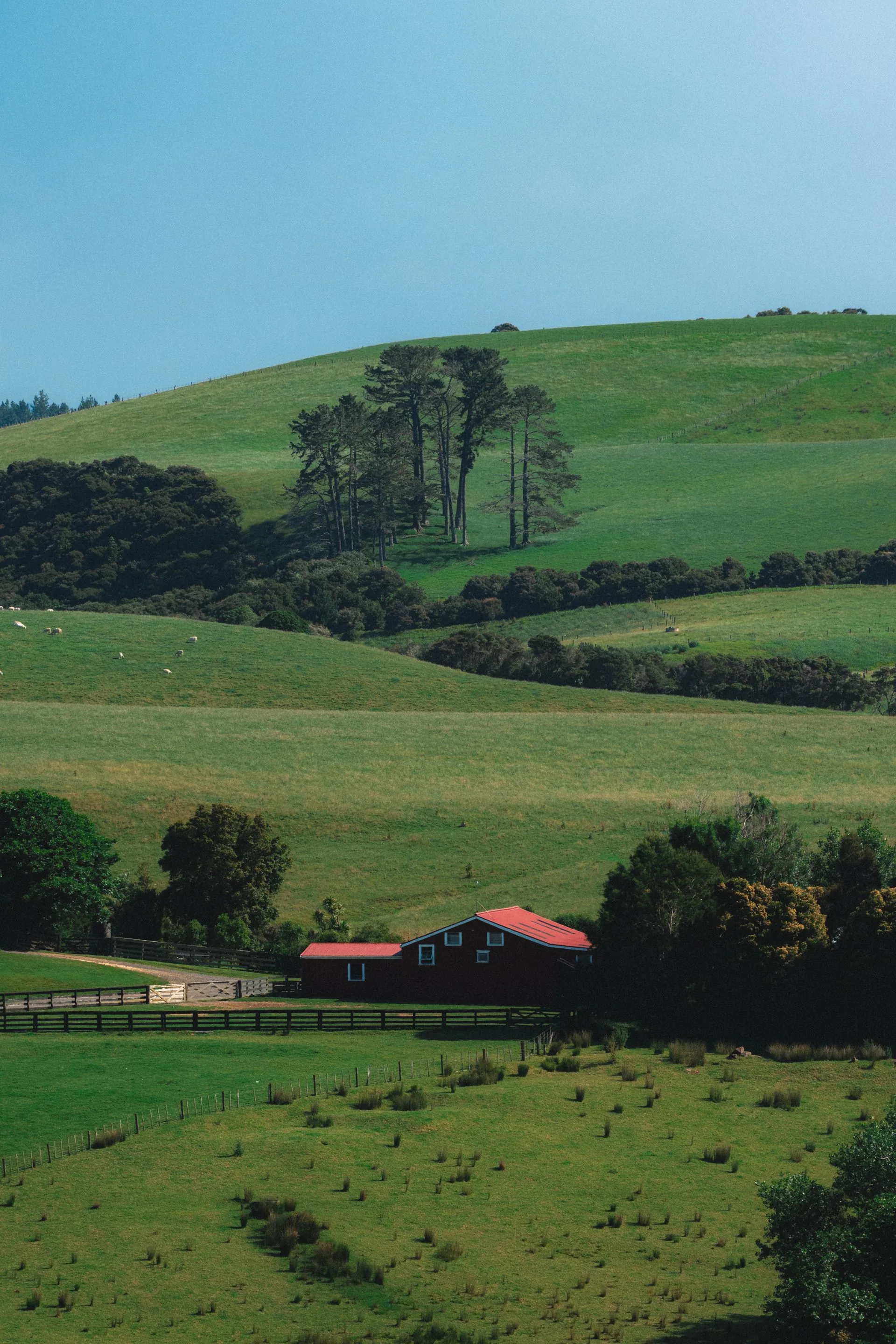 Green New Zealand farmland and rural homestead